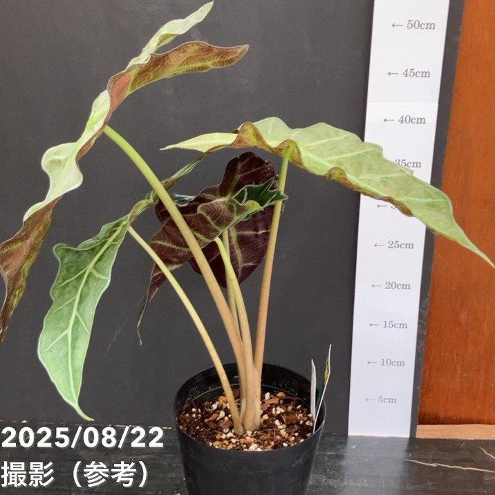 アロカシア アマゾニカ ミント バリエガータ 斑入り Alocasia x