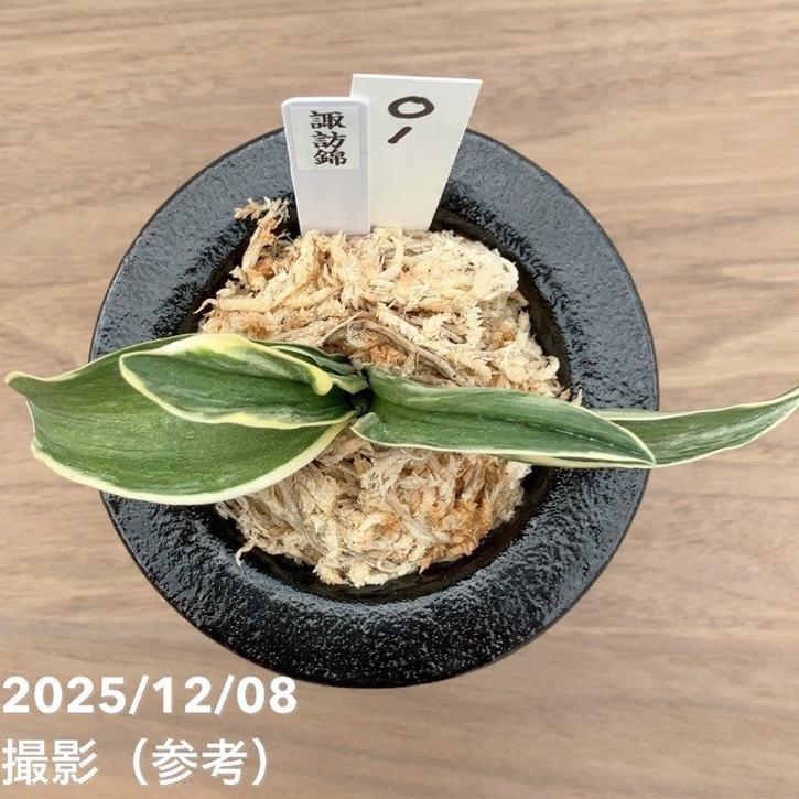 現品お届け】豊明園 万年青 オモト 諏訪錦 陶器鉢（O1）｜観葉10-TU