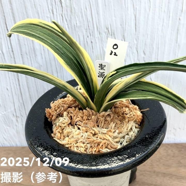 現品お届け】豊明園 万年青 オモト 聖源 陶器鉢（O32）｜観葉10-TU