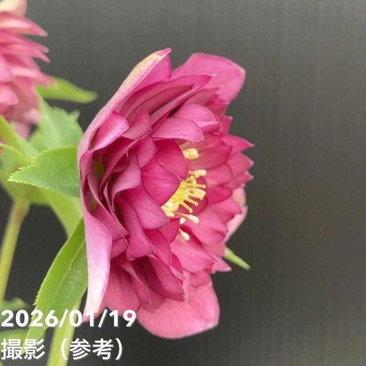 お買い得一点物咲き進み株】加藤農園 クリスマスローズ 4.5号（KT2