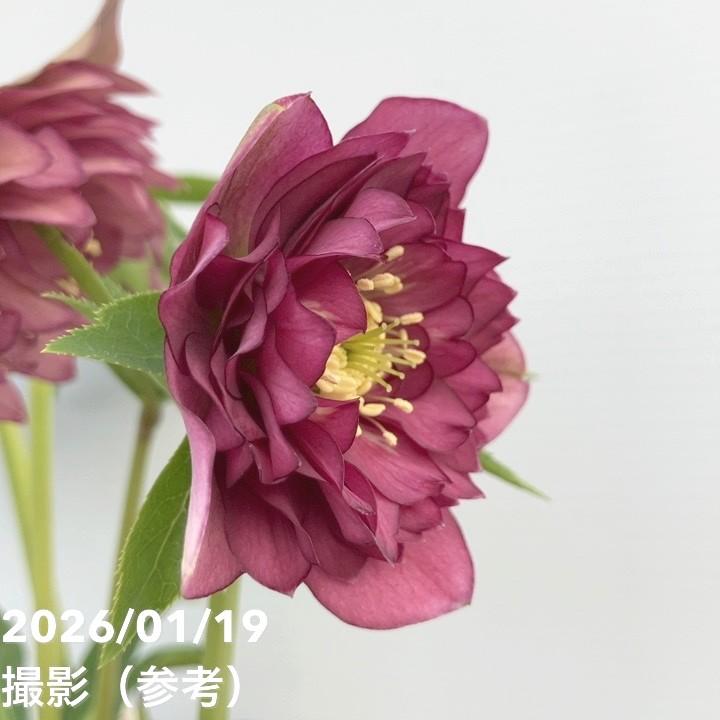 お買い得一点物咲き進み株】加藤農園 クリスマスローズ 4.5号（KT2