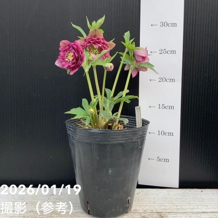 お買い得一点物咲き進み株】加藤農園 クリスマスローズ 4.5号（KT2