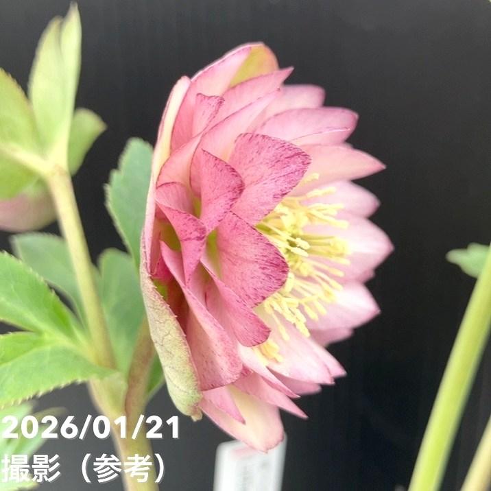 お買い得一点物咲き進み株】加藤農園 クリスマスローズ Little