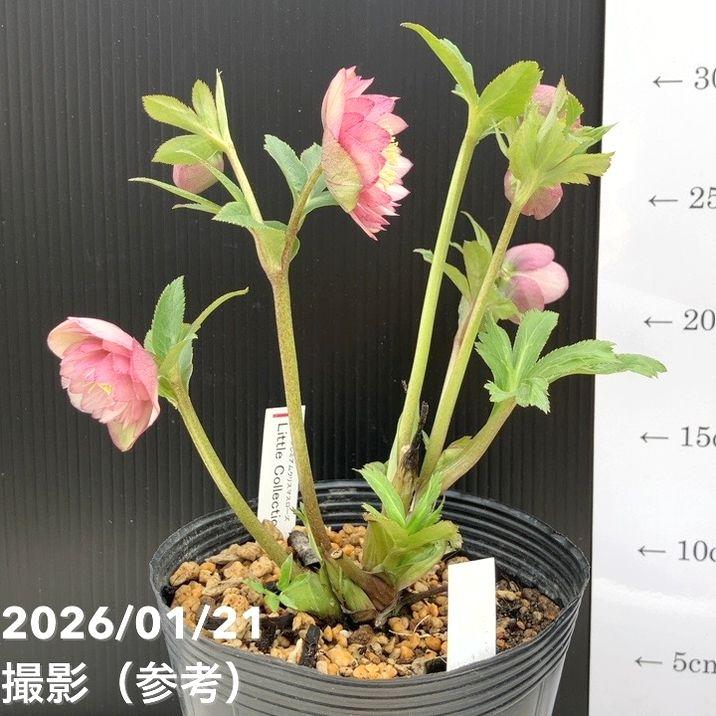 お買い得一点物咲き進み株】加藤農園 クリスマスローズ Little