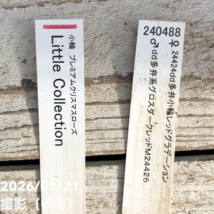 お買い得一点物咲き進み株】加藤農園 クリスマスローズ Little