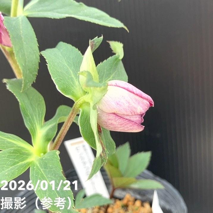 お買い得一点物咲き進み株】加藤農園 クリスマスローズ ピンク