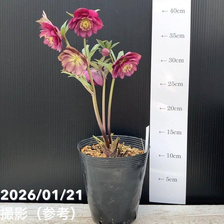 お買い得一点物咲き進み株】加藤農園 クリスマスローズ フレグランス