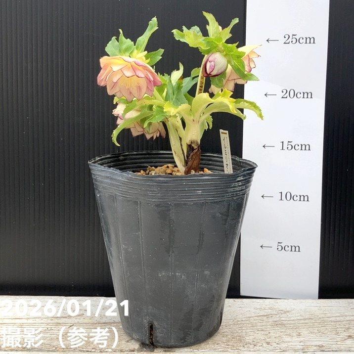 お買い得一点物咲き進み株】加藤農園 クリスマスローズ イルミリオン