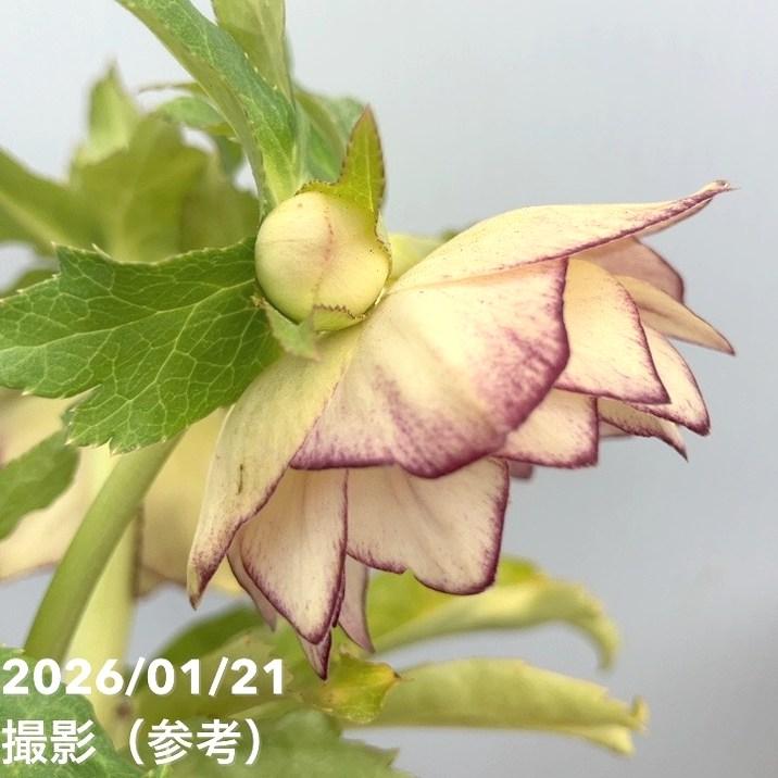 お買い得一点物咲き進み株】加藤農園 クリスマスローズ イルミリオン