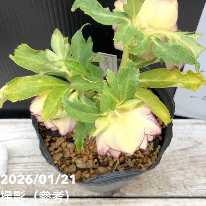 お買い得一点物咲き進み株】加藤農園 クリスマスローズ イルミリオン