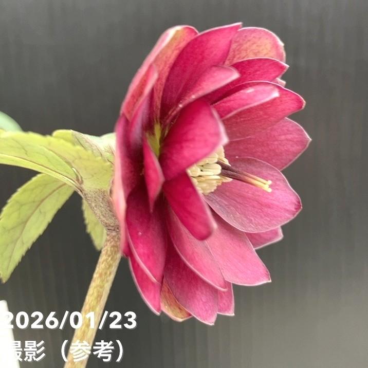 お買い得一点物咲き進み株】加藤農園 クリスマスローズ グロッシー