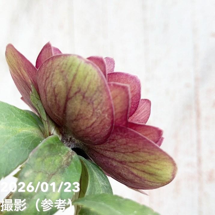 お買い得一点物咲き進み株】加藤農園 クリスマスローズ グロッシー