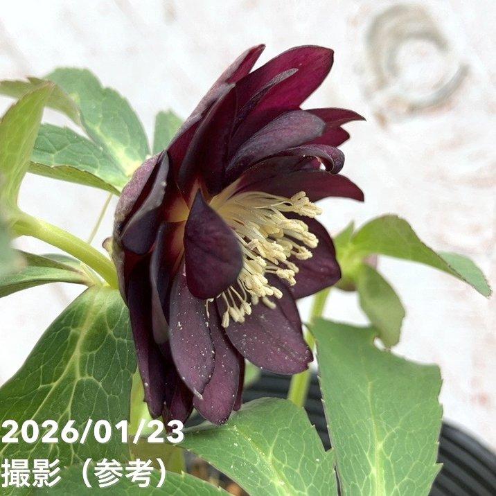 お買い得一点物咲き進み株】加藤農園 クリスマスローズ チョコレート