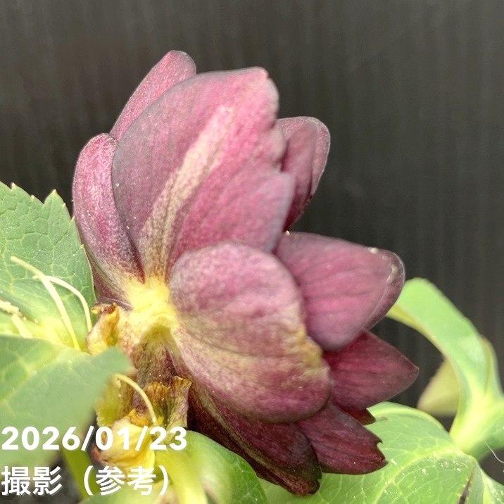 お買い得一点物咲き進み株】加藤農園 クリスマスローズ チョコレート