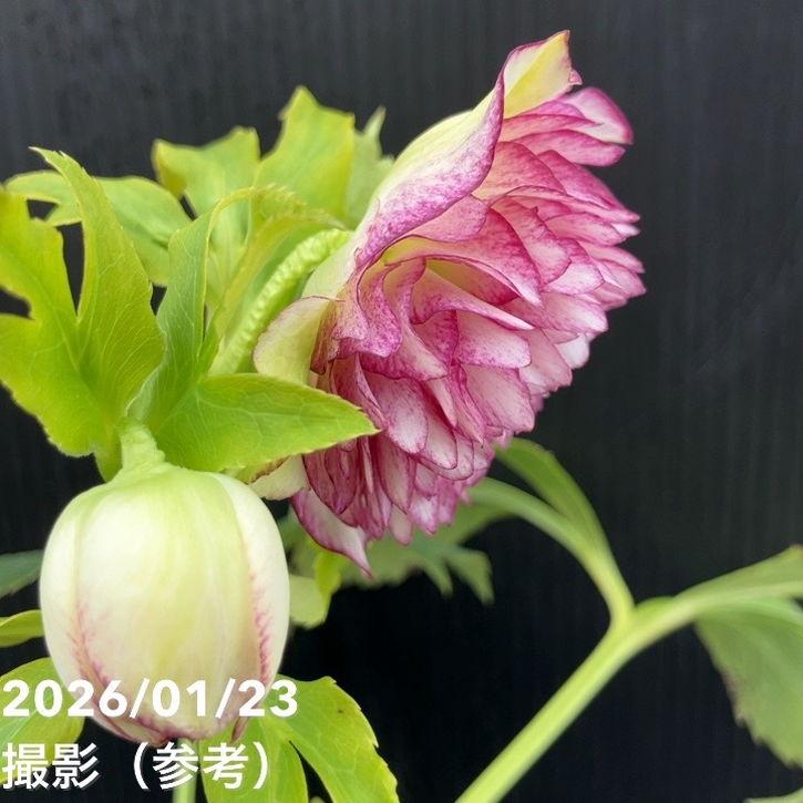 お買い得一点物咲き進み株】野田園芸 クリスマスローズ 4.5号ポット