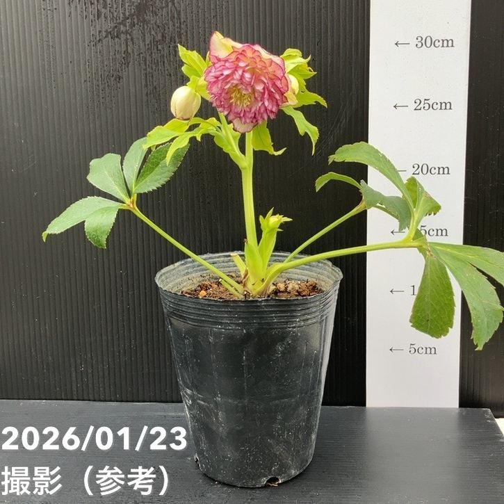 お買い得一点物咲き進み株】野田園芸 クリスマスローズ 4.5号ポット