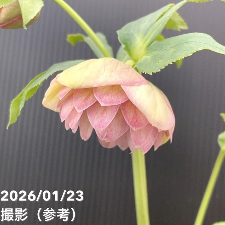 お買い得一点物咲き進み株】加藤農園 クリスマスローズ 4.5号（KT44