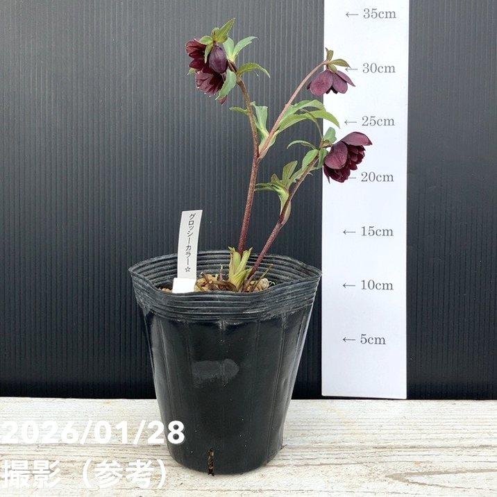 お買い得一点物咲き進み株】加藤農園 クリスマスローズ グロッシー