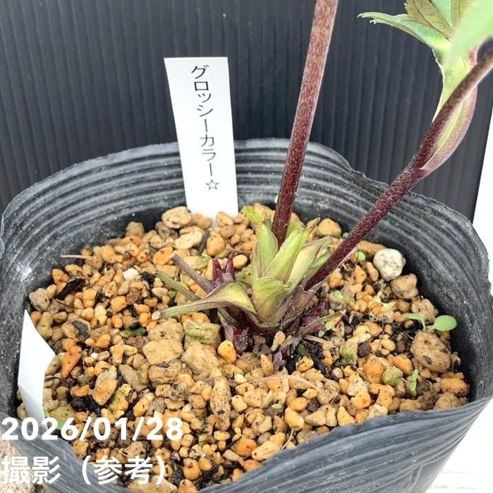 お買い得一点物咲き進み株】加藤農園 クリスマスローズ グロッシー