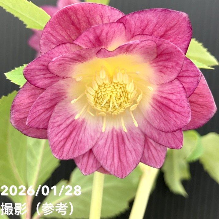 お買い得一点物咲き進み株】加藤農園 サンシャインゴールドクリスマス