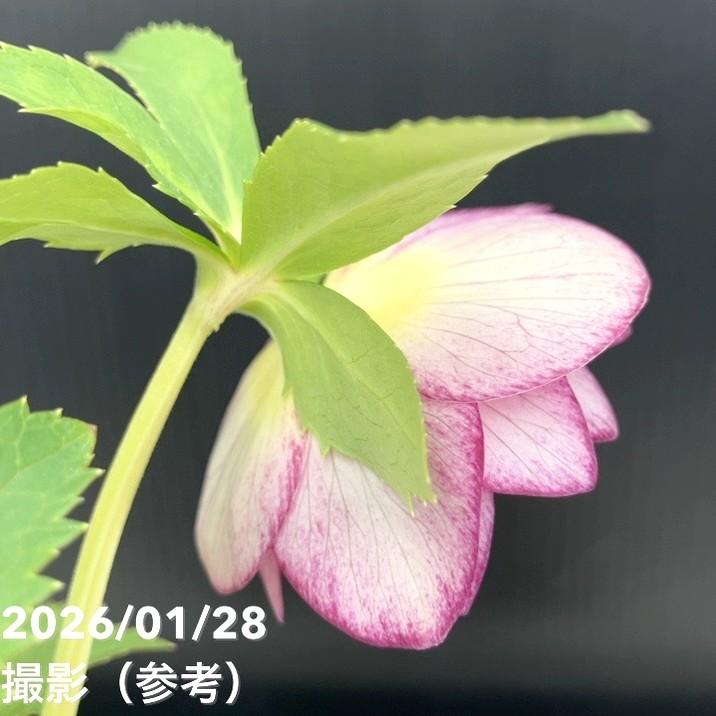 お買い得一点物咲き進み株】加藤農園 サンシャインゴールドクリスマス