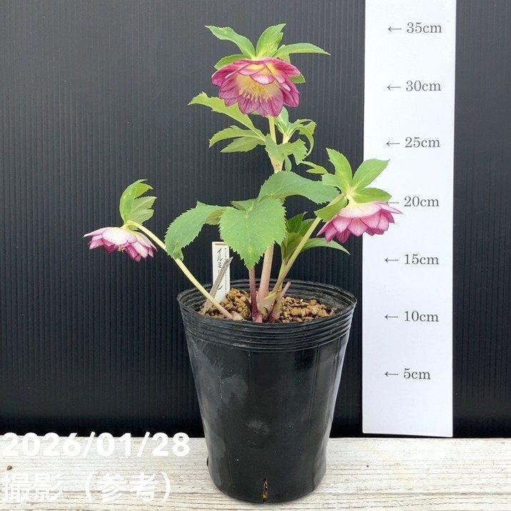 お買い得一点物咲き進み株】加藤農園 サンシャインゴールドクリスマス