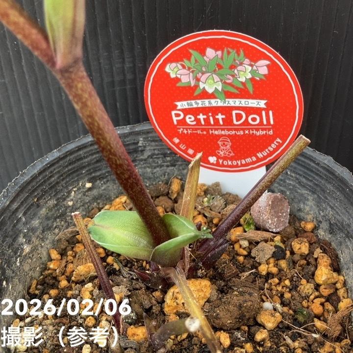 一点物】横山園芸 クリスマスローズ プチドール 4.5号（YK23）｜山野04