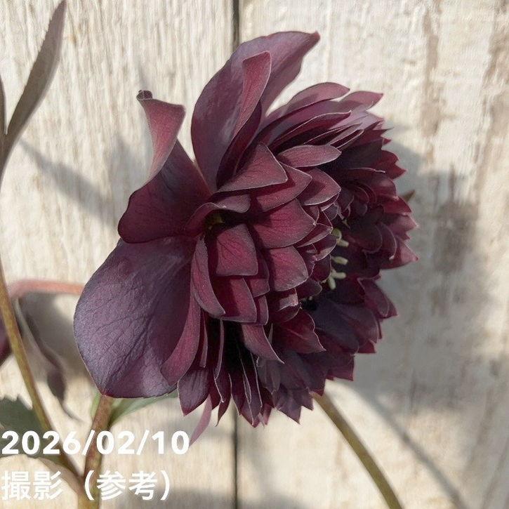 クリスマスローズ 開花株 4.5寸 広瀬園芸 MIYABIです。 一点物】広瀬