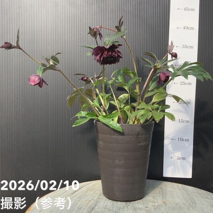 クリスマスローズ 開花株 4.5寸 広瀬園芸 MIYABIです。 一点物】広瀬