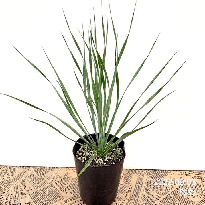 ユッカ 4号 ロストラータ サファイアスカイズ（Yucca rostrata