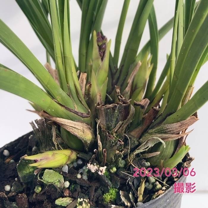 花芽4個以上＞キンリョウヘン 3.5号（品種名なし）｜ミツバチ蘭｜洋蘭