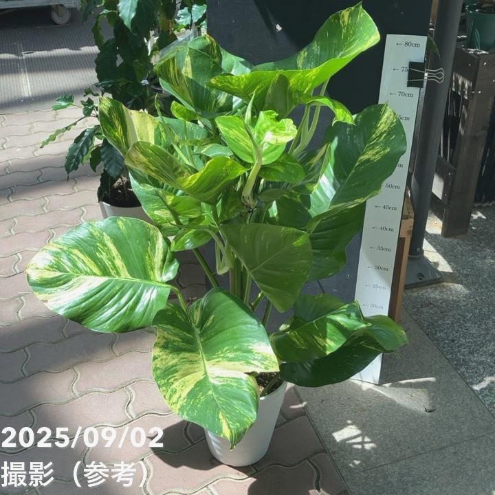 ポトス グランデ 7号｜観葉04-PA : 赤塚植物園ヤフー店 - 通販 - Yahoo