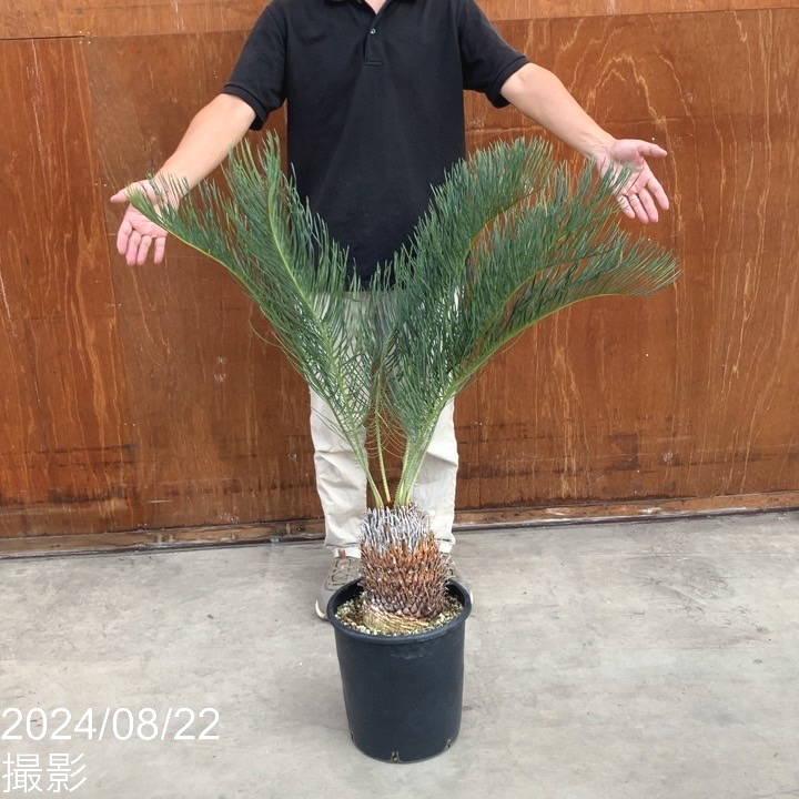 激レア！現品お届け】サイカス カイルンシアナ（ブルーソテツ）9号大鉢