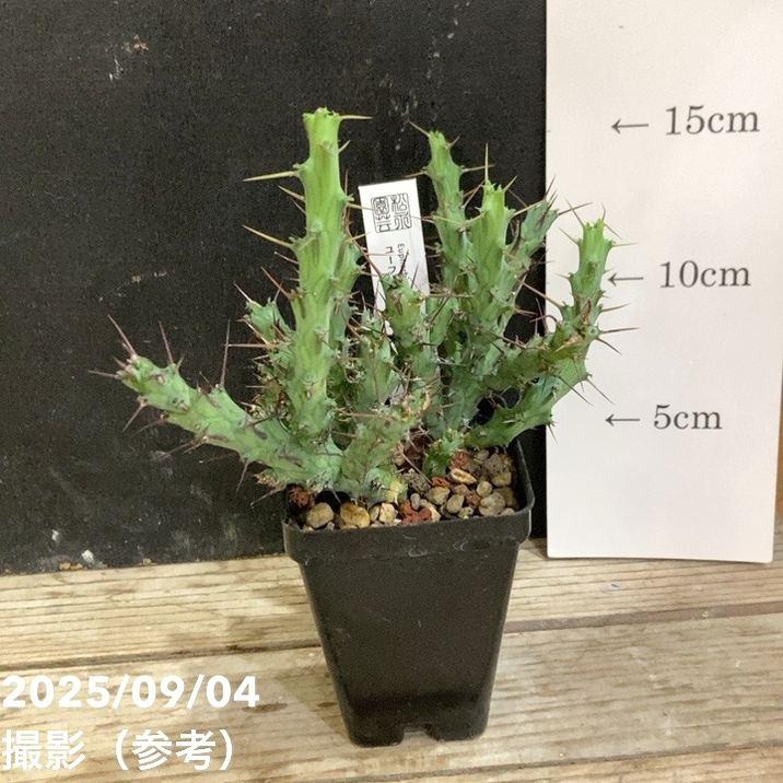 ユーフォルビア アクチノクラダ 2.5号｜観葉04-PA : 赤塚植物園ヤフー