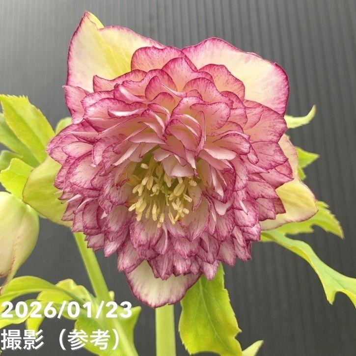 お買い得一点物咲き進み株】野田園芸 クリスマスローズ 4.5号ポット