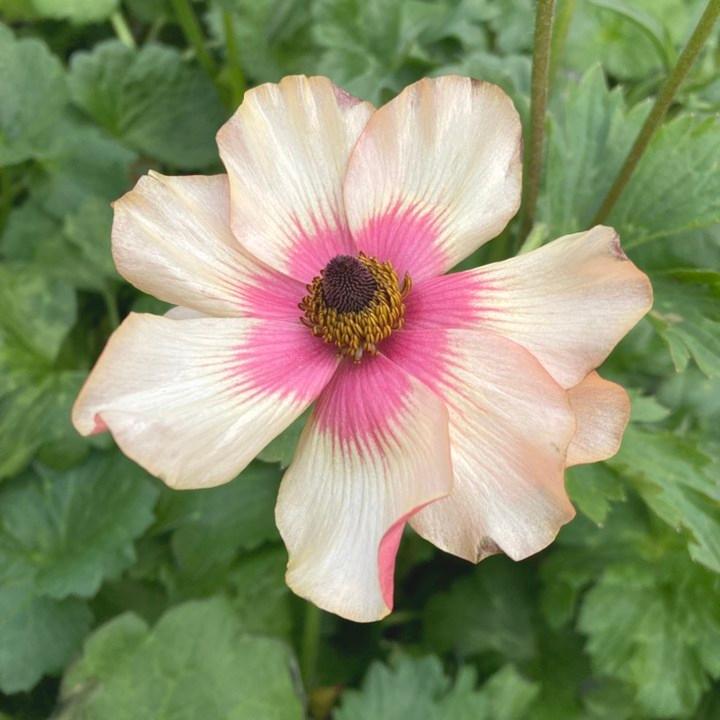 ラナンキュラス ランドセルシリーズ 3.5号 サラセレネ