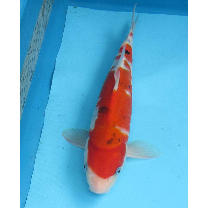 錦鯉 No16 大正三色 令和6年産32cm 生産証明書付き 錦鯉 : アキカン