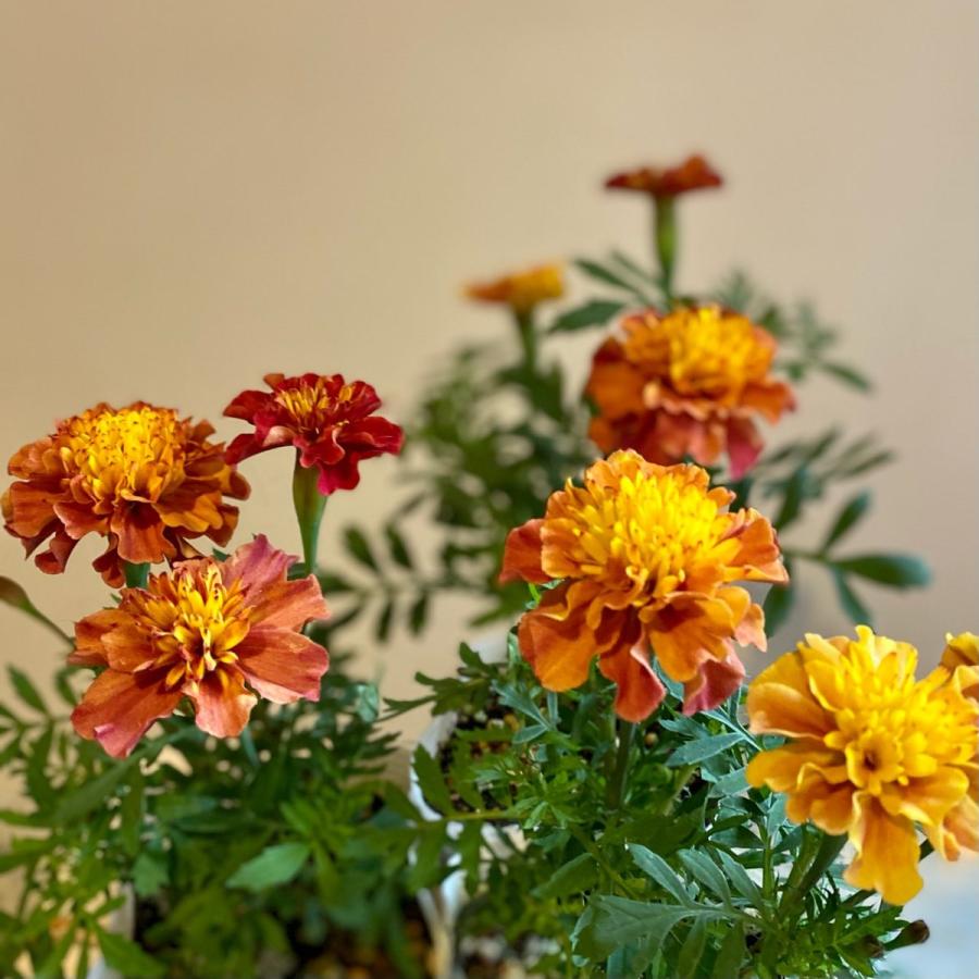 フレンチマリーゴールドストロベリーブロンド2苗セット！ : a.k.g