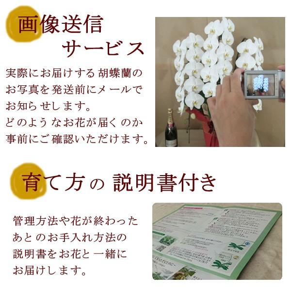 胡蝶蘭 白大輪 3本立ち響 8寸鉢（コチョウラン) 開店祝い/お祝い