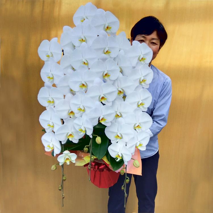 胡蝶蘭 白大輪 3本立ち響 8寸鉢（コチョウラン) 開店祝い/お祝い