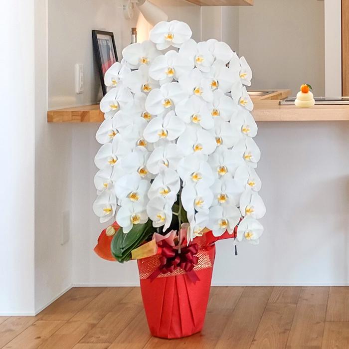 胡蝶蘭 白大輪 3本立ち響 8寸鉢（コチョウラン) 開店祝い/お祝い