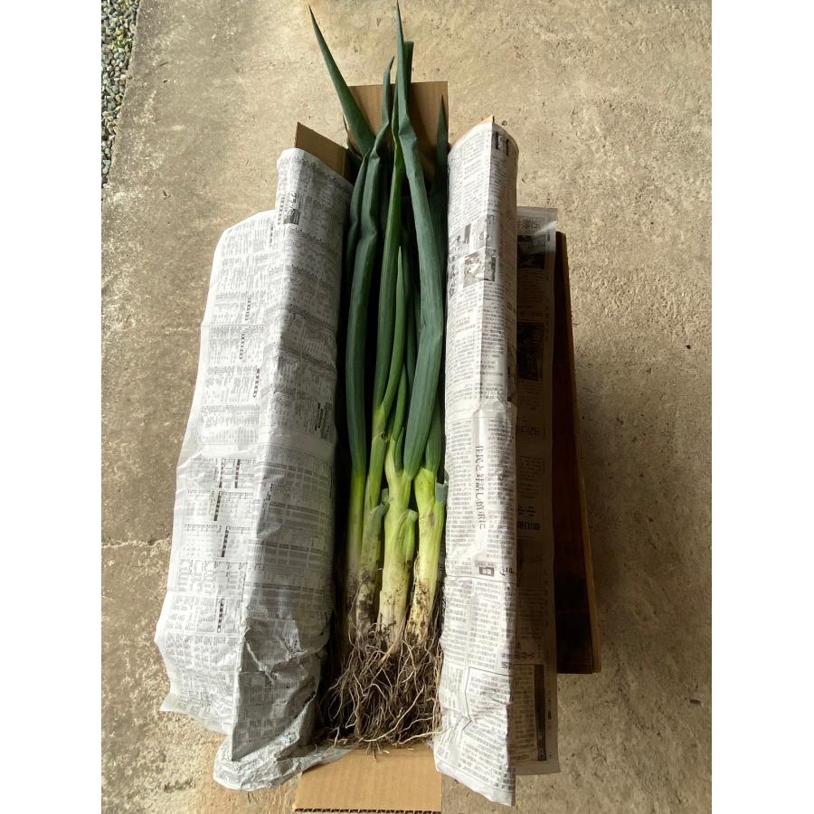 1kg 土付き岩津ねぎ (箱入り)【田中農園】3月15日まで!!芳醇な甘さと