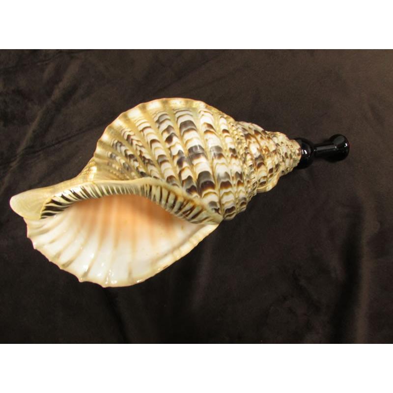 三島屋楽器店 法螺貝（ホラ貝） 大 (約40センチ） 唄口付NO.44010