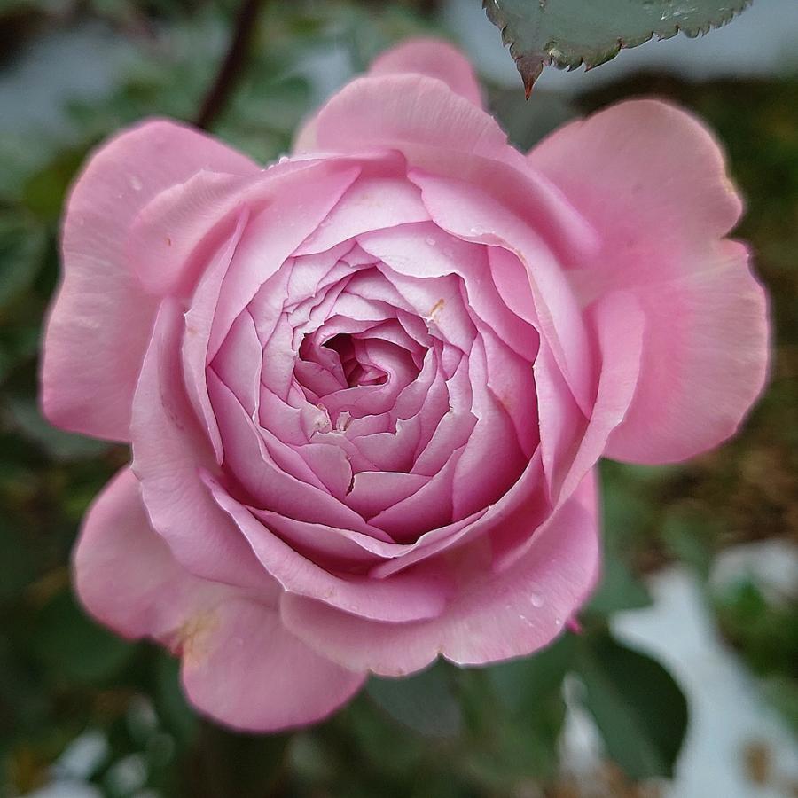 バラ苗 予約 新苗 12cmポット ラフ メイカー : Apple Roses - 通販