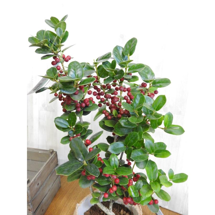 クリスマスホーリー 西洋ヒイラギ : artisan store - 通販 - Yahoo
