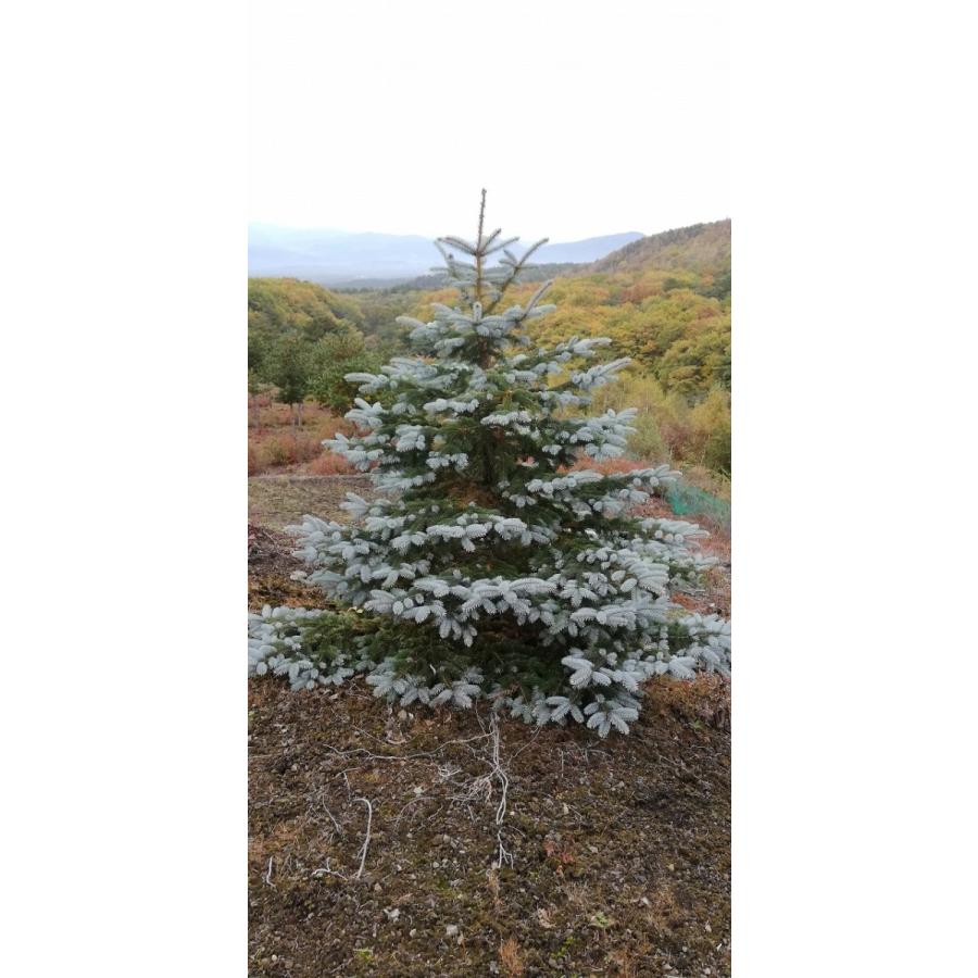 発送不可 プンゲンストウヒ ホプシー 高さ約3m : アララギ園有限会社