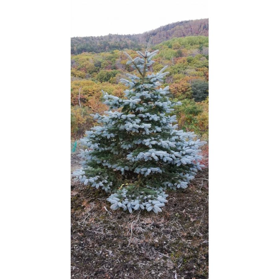 発送不可 プンゲンストウヒ ホプシー 高さ約3m : アララギ園有限会社