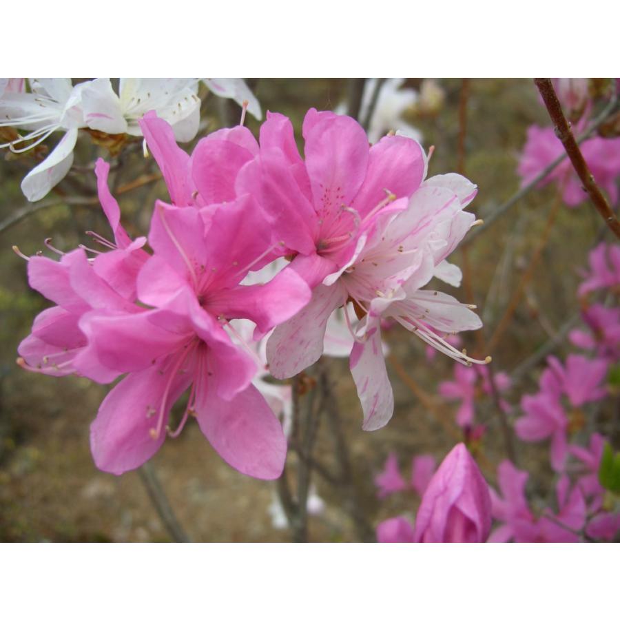 富士絞り ミツバツツジ 約H80cm : アララギ園有限会社 - 通販 - Yahoo