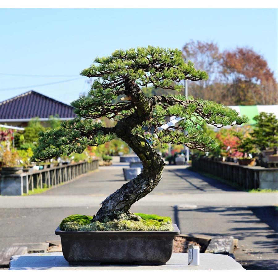 盆栽 五葉松 【大品盆栽】 五葉松 《松国宝 syoukokuhou 》 : Bonsai