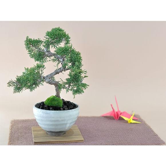 真柏【真柏 盆栽 ミニ盆栽 鉢植】 : 盆栽妙 ヤフー店 - 通販 - Yahoo